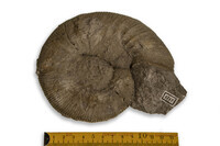 F 04717
<br/>
<br/>
<em></em>